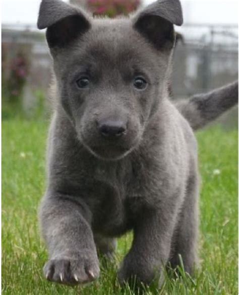 Will be UTD on vaccinations and microchip. . Blue german shepherd puppies for sale in ohio